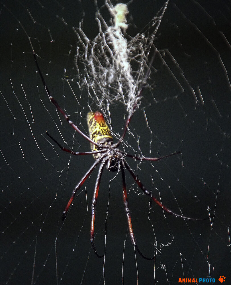 Nephila inaurata