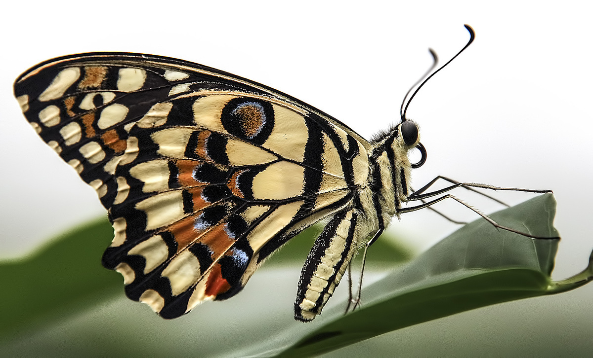   (Papilio Demoleus).