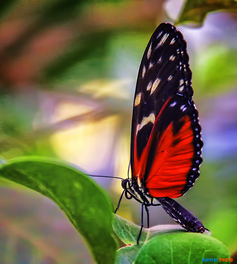 Heliconius ismenius