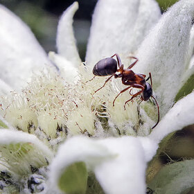 ��������� � �������