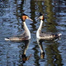 �������� ���� ����