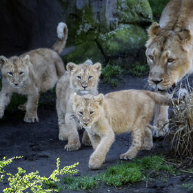 ����� �� �����