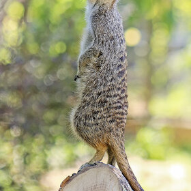 ������ �� �����