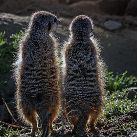 ����������� - ��������