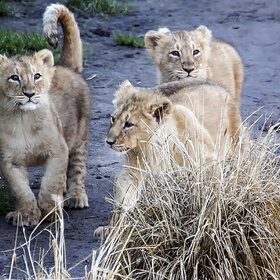 ������ ����� �� ��������