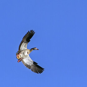 �� ������