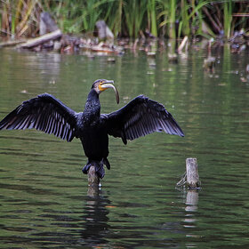 ������� �����