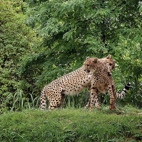 �� ��������