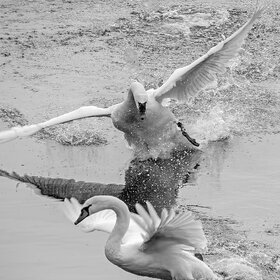 ��������� ����