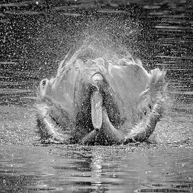 ������� �������