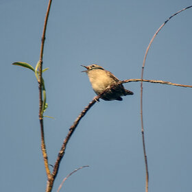 ������ ���������