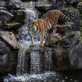 � ��������