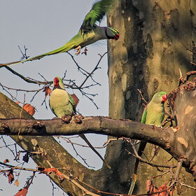 �������� ���������