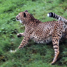 ����� ��������