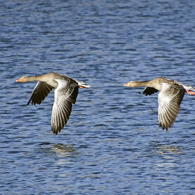 ����� ����