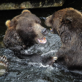 ������� ���� �� �����