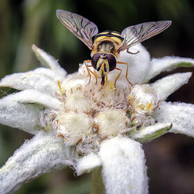 �� ����������