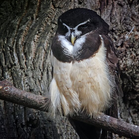 ������� �������������� ����