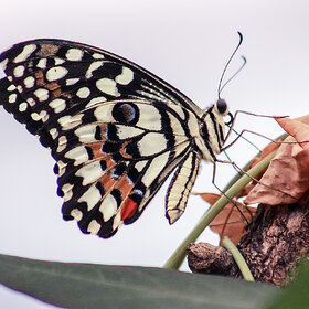 ��������