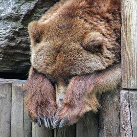 ������ ���� �������� )))