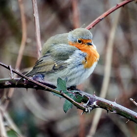 ��������� �������