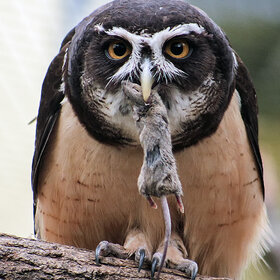 ������� � ������