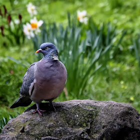 �� �������