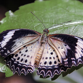 ��������� ��������