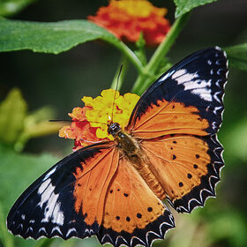 Cethosia cyane