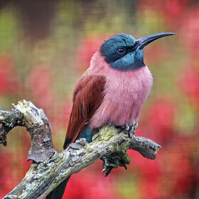 ��������� �����