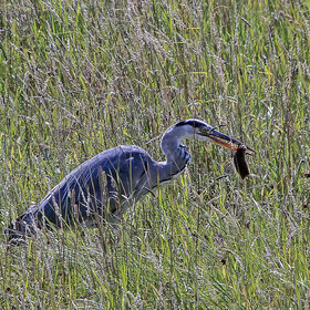 ����� � �����