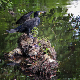 �� ��������