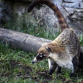 ������������ ������