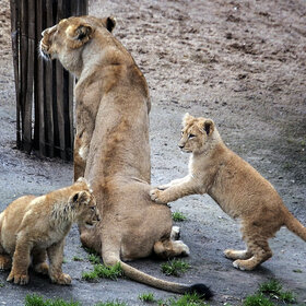 ���������� ����