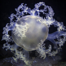 Schirmquallen- Mastigiidae