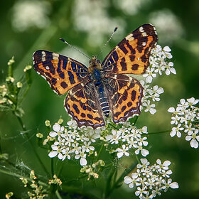 ��������������� ����������