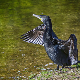 ���� ����� �� ����