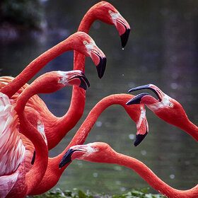 �� ��������