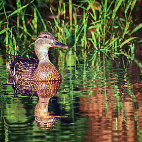 ����� �����