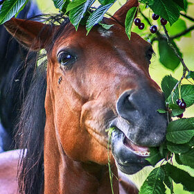 �������� �������