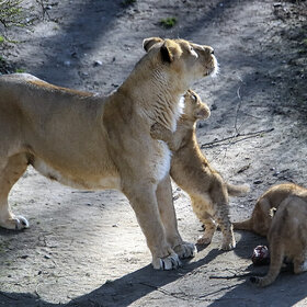 ���� �� ����� �������