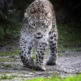 ������� � ��� ���